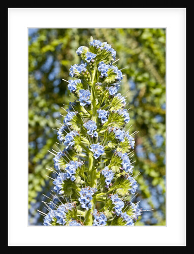 Viper's Bugloss or Blueweed by Anonymous