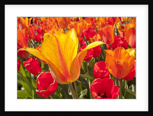 Tulips in bloom by Anonymous