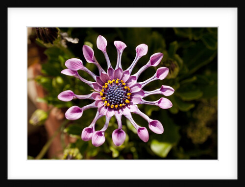 Chanticleer Gardens by Anonymous