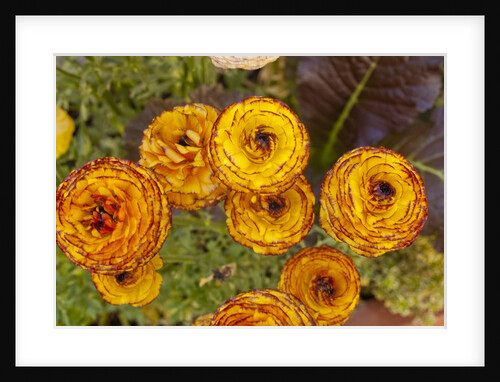 Ranunculus asiaticus (Persian Buttercup) by Anonymous