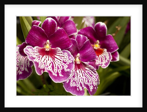 Purple Butterfly Orchids by Anonymous