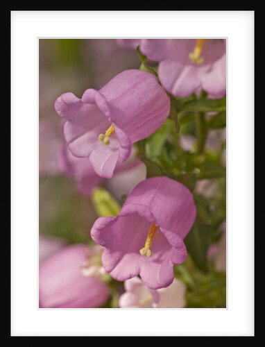 Longwood Garden by Anonymous