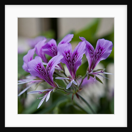 Purple Rhododendron by Anonymous