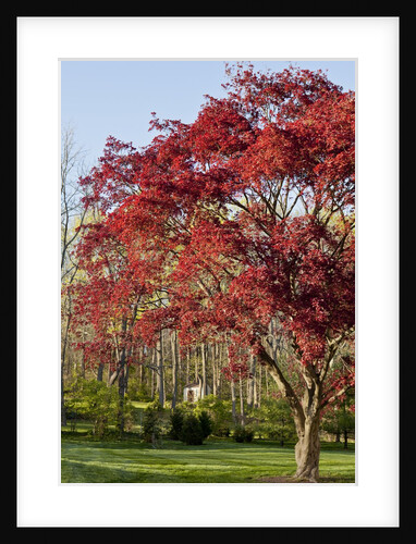 Japanese Maple by Anonymous