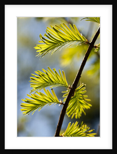 Pine needles by Anonymous