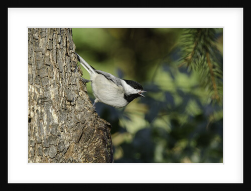Bird on tree, close-up by Anonymous