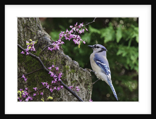 Bird on tree, close-up by Anonymous