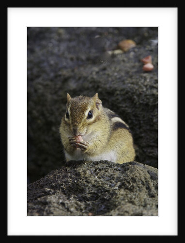 Chipmunk eating by Anonymous