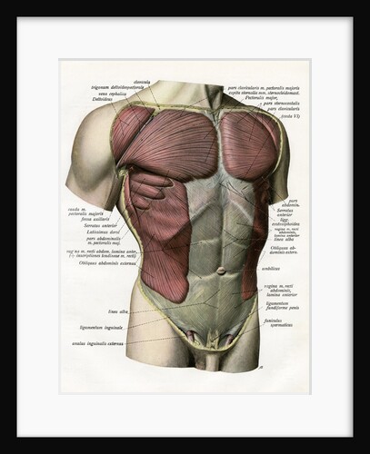 Illustration of the Muscles and Ligaments of the Human Torso by Anonymous