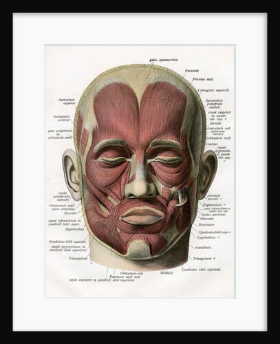 Frontal View of the Muscles of the Human Face by Anonymous