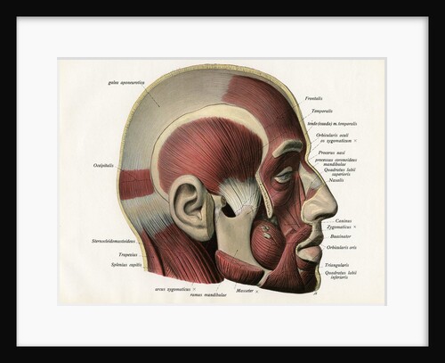 Lateral Cutaway View of the Muscles of the Face. by Anonymous