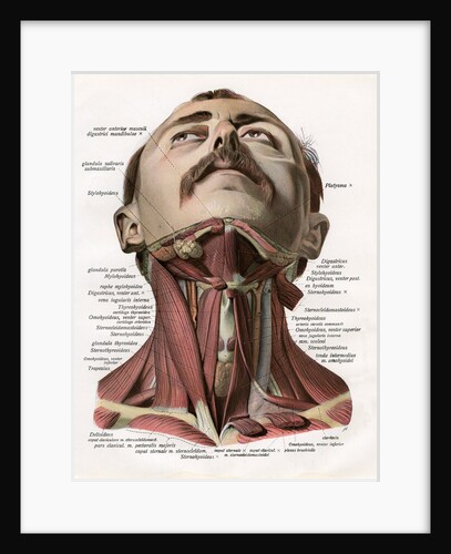 Frontal View of the Muscles and Glands of the Human Neck by Anonymous
