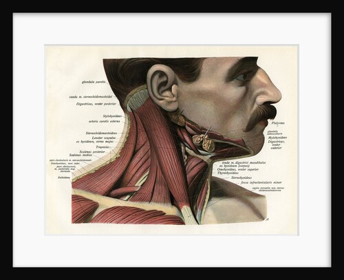 Lateral View of the Muscles and Glands of the Human Neck by Anonymous