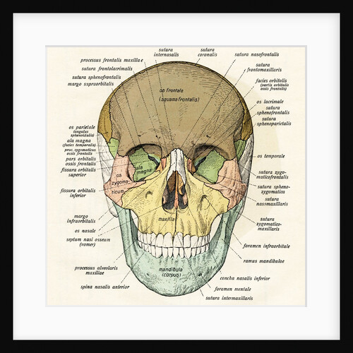 Anterior or Frontal Diagram of Human Skull by Anonymous