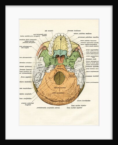 Diagram of the Ventral Bones of the Human Skull by Anonymous