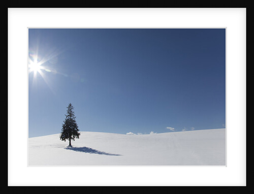 Evergreen tree in Snowy Field, Biei, Hokkaido, Japan by Anonymous