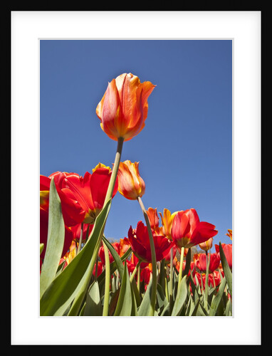 Tulips in bloom by Anonymous