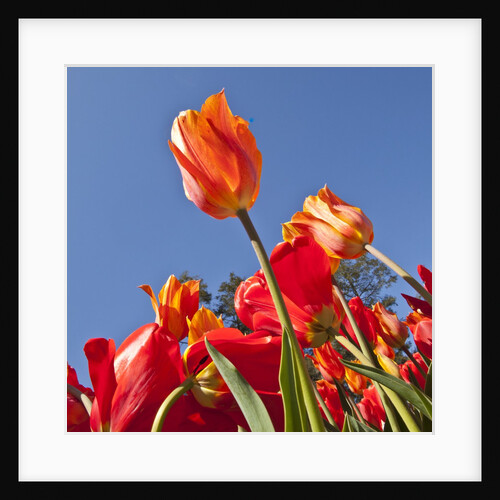 Tulips in bloom by Anonymous