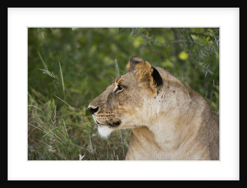 Lioness (Panthera leo), Samburu, Kenya by Anonymous