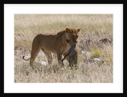 Lioness (Panthera leo) with Warthog kill, Samburu, Kenya by Anonymous