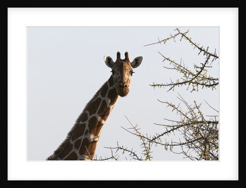 Masai Giraffe (Giraffa camelopardalis), Samburu, Kenya by Anonymous