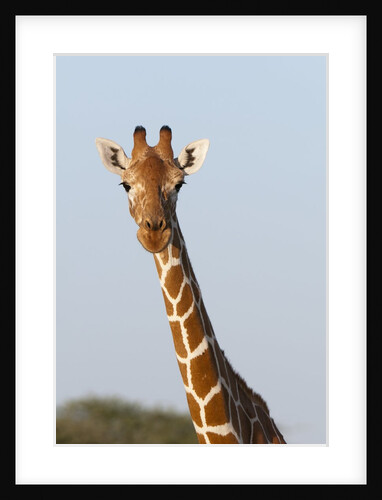 Masai Giraffe (Giraffa camelopardalis), Samburu, Kenya by Anonymous