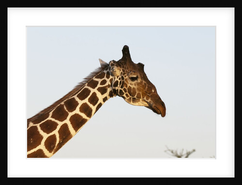 Masai Giraffe (Giraffa camelopardalis), Samburu, Kenya by Anonymous