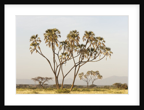 Doum Palm (Hyphaene coriacea), Samburu, Kenya by Anonymous