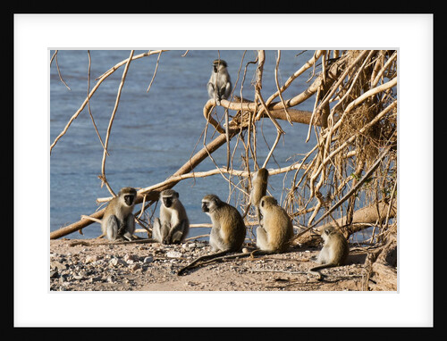 Black-Faced Vervet monkeys by Anonymous