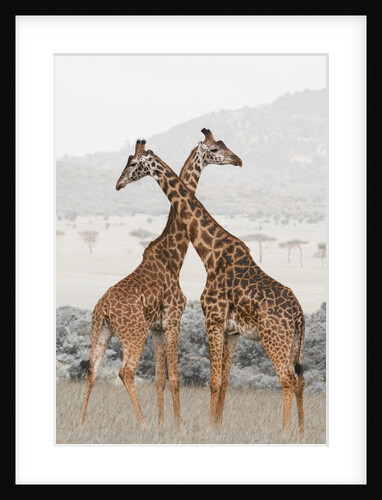 Masai Giraffe (Giraffa camelopardalis), Masai Mara, Kenya by Anonymous