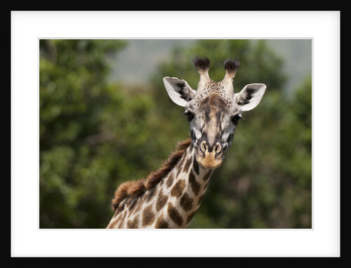 Masai Giraffe (Giraffa camelopardalis), Masai Mara, Kenya by Anonymous
