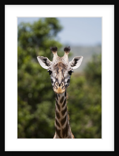 Masai Giraffe (Giraffa camelopardalis), Masai Mara, Kenya by Anonymous