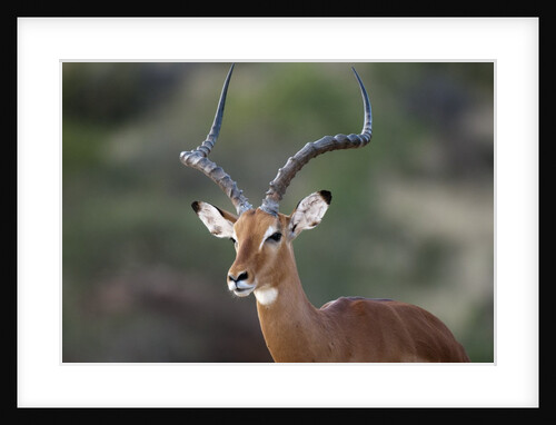 Impala (Aepyceros melampus), Samburu, Kenya by Anonymous