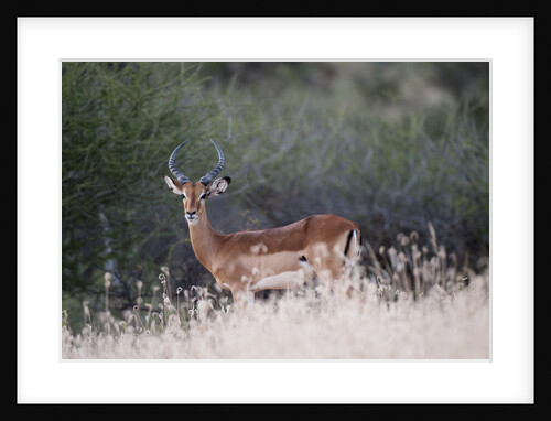 Impala (Aepyceros melampus), Samburu, Kenya by Anonymous