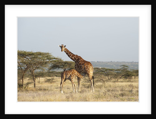 Masai Giraffe (Giraffa camelopardalis), Samburu, Kenya by Anonymous