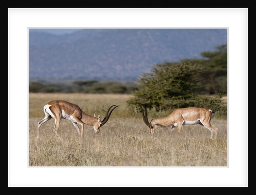 Grants Gazelle fighting by Anonymous