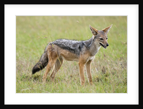 Black Backed Jackal (Canis mesomelas), Masai Mara, Kenya by Anonymous