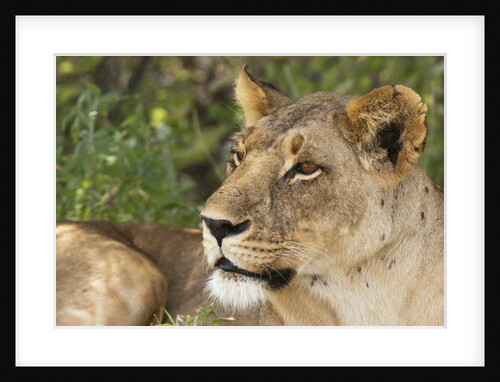 Lioness (Panthera leo), Samburu, Kenya by Anonymous