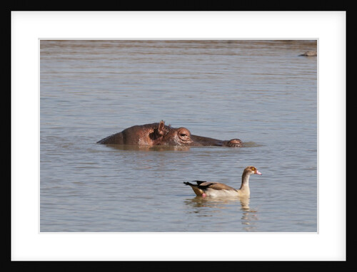 Hippopotamus (Hippopotamus amphybius), Masai Mara, Kenya by Anonymous