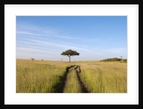 Road on savannah and Acacia, Masai Mara, Kenya by Anonymous