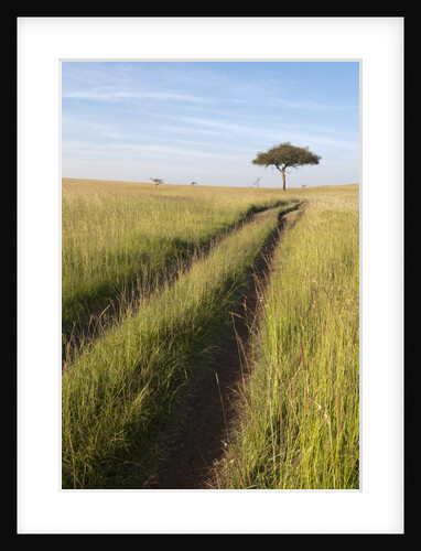 Road on savannah and Acacia, Masai Mara, Kenya by Anonymous
