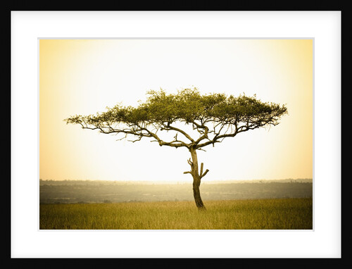 Acacia, Masai Mara, Kenya by Anonymous