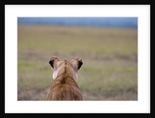 Lioness stalking by Anonymous