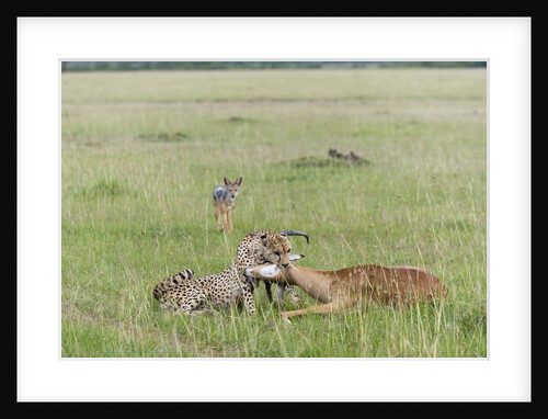 Cheetah (Acynonix jubatus) with Impala kill by Anonymous