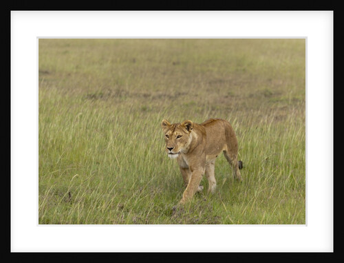Lioness (Panthera leo), Masai Mara, Kenya by Anonymous