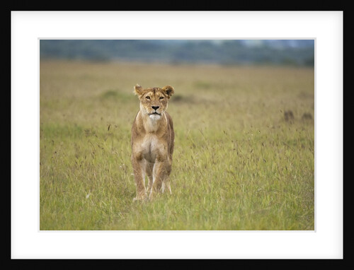 Lioness (Panthera leo), Masai Mara, Kenya by Anonymous