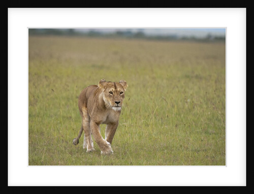 Lioness (Panthera leo), Masai Mara, Kenya by Anonymous