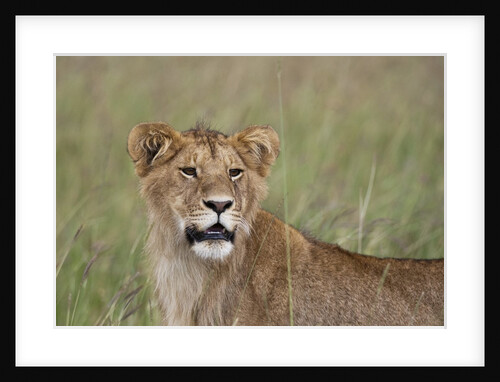 Young male Lion by Anonymous