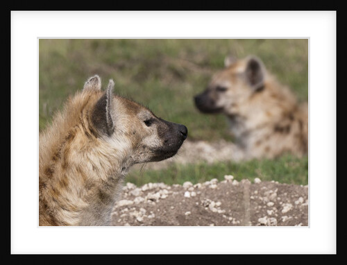 Spotted Hyena (Crocuta crocuta), Masai Mara, Kenya by Anonymous