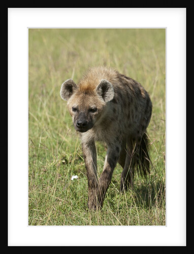 Spotted Hyena (Crocuta crocuta), Masai Mara, Kenya by Anonymous